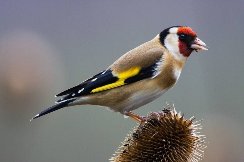 Goldfinch_-_Carduelis_carduelis