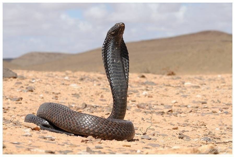Cobra d'Afrique du Nord