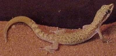 Gecko à écailles carénées de Tripoli