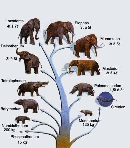 Proboscidiens