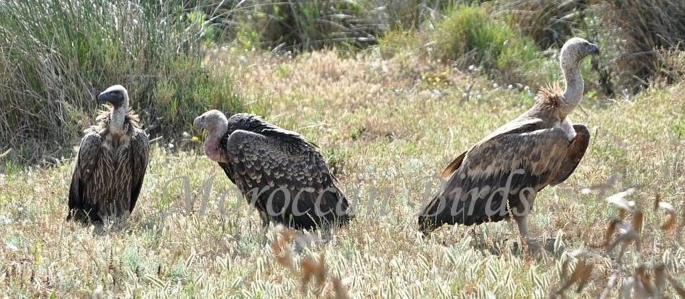 Les trois "cousins" (de gauche à droite) : Vautour africain (à dos blanc), Vautour de Rüppell et Vautour fauve (Photos Rachid El Khamlichi / Moroccan Birds)