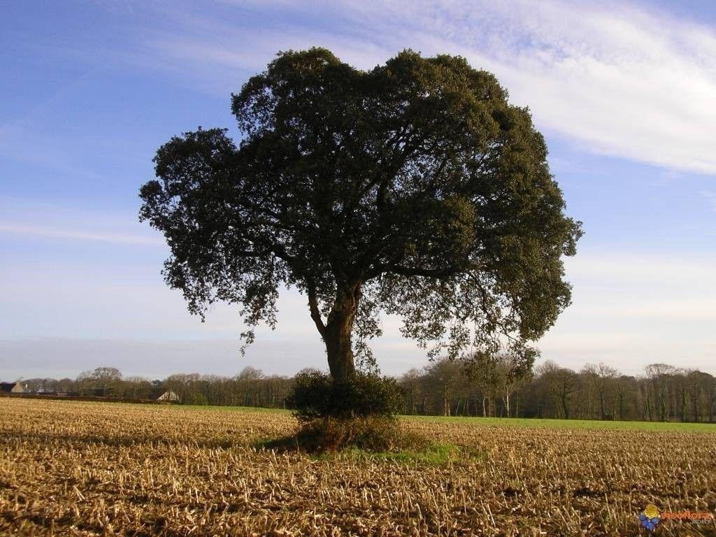 chene-vert-quercus-ilex-frileux-visoflora-22028