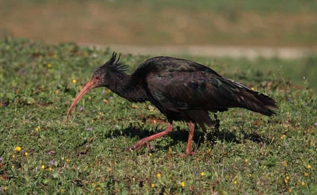 Ibis à Larache