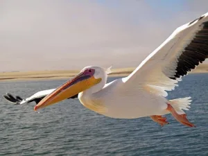 pelican blanc