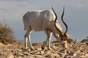 Addax